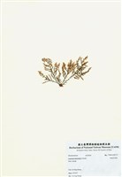 藏品(異枝軟骨凹頂藻)的圖片